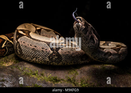 L'un des plus impressionnants des serpents, néotropicale le boa constrictor ! Un énorme et joli ce serpent fut trouvé dans la jungle du nord du Pérou. Banque D'Images