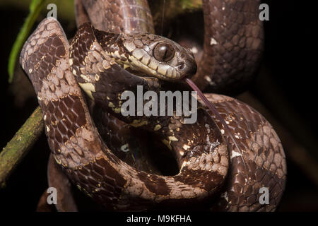 Un escargot serpent manger néotropicale (Dipsas indica) dans la jungle du Pérou. Harmelss à l'homme, cette espèce se nourrit exclusivement sur les escargots sur les limaces. Banque D'Images