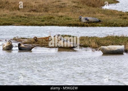 L'Angleterre, Sandwich. Au soleil sur les phoques au marais de l'estuaire de la rivière Stour. Par temps couvert. Banque D'Images