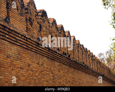 L'ancien mur de briques et les pigeons Banque D'Images