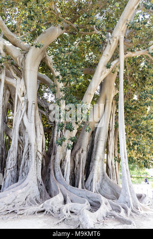 Le Ficus centenaire de la ville. Palerme, Sicile. Italie Banque D'Images