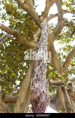 Le Ficus centenaire de la ville. Palerme, Sicile. Italie Banque D'Images