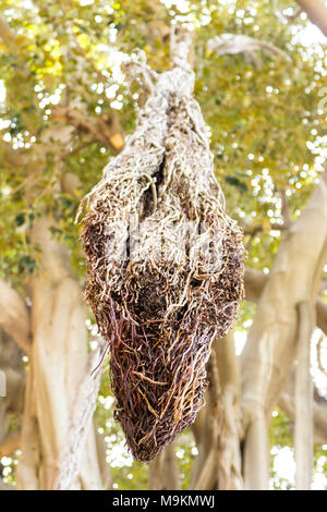 Le Ficus centenaire de la ville. Palerme, Sicile. Italie Banque D'Images