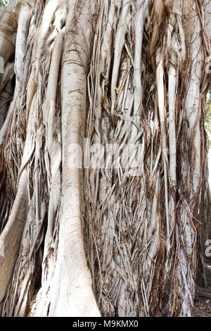 Le Ficus centenaire de la ville. Palerme, Sicile. Italie Banque D'Images