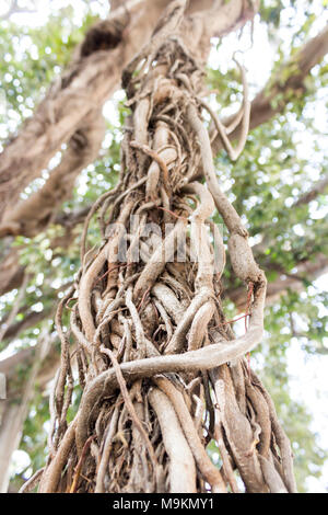 Le Ficus centenaire de la ville. Palerme, Sicile. Italie Banque D'Images