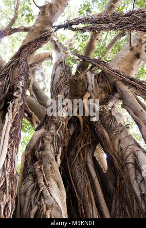 Le Ficus centenaire de la ville. Palerme, Sicile. Italie Banque D'Images