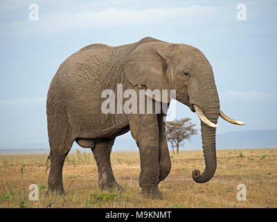 Grand mâle African bush elephant (Loxodonta africana) sur les plaines de Masai Mara, Kenya, Afrique Banque D'Images