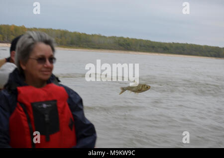 Jumping carpe de l'argent en l'air à côté de bateau. USFWS/Ashley Spratt Banque D'Images