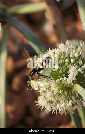 Guêpe parasite de quatre points dans la fleur d'une l'ail Banque D'Images