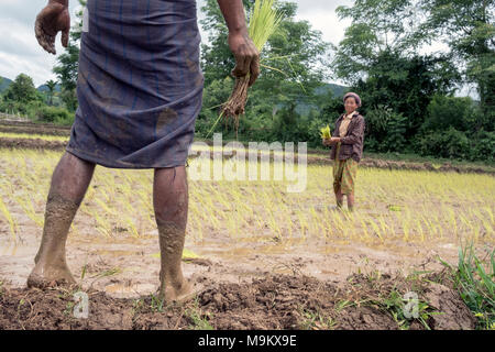 Les villageois plantent du riz dans les champs de Daw Ta Da village, l'État de Kayah, Myanmar Banque D'Images