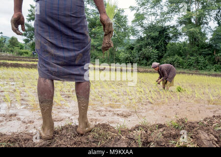 Les villageois plantent du riz dans les champs de Daw Ta Da village, l'État de Kayah, Myanmar Banque D'Images