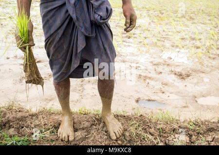 Un villageois de riz plantes dans le village de Daw Ta Da de l'État de Kayah, Myanmar Banque D'Images