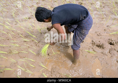 Un villageois de riz plantes dans le village de Daw Ta Da de l'État de Kayah, Myanmar Banque D'Images