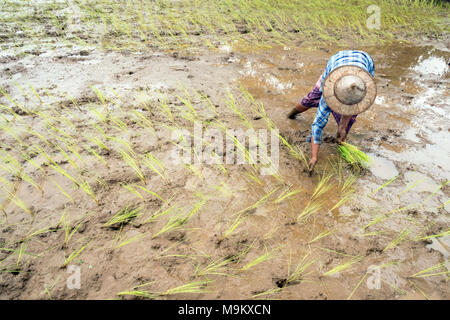 Un villageois de riz plantes dans le village de Daw Ta Da de l'État de Kayah, Myanmar Banque D'Images