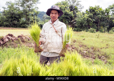 Un villageois de riz plantes dans le village de Daw Ta Da de l'État de Kayah, Myanmar Banque D'Images