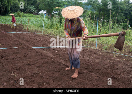 Les femmes à se préparer une parcelle de terre pour cultiver des légumes. Inle Lake, l'État de Shan, Myanmar. Banque D'Images