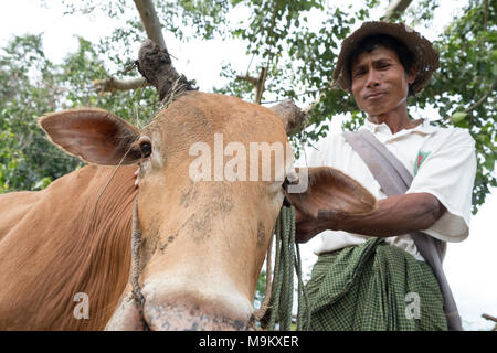 Un paysan avec sa vache à Daw Ta Da village, l'État de Kayah, Myanmar Banque D'Images