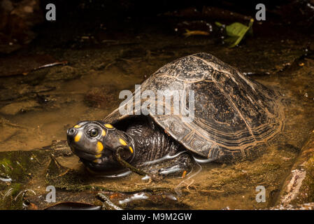 La tortue d'eau douce menacée, le sideneck jaune (Podocnemis unifilis), originaire d'Amérique du Sud. Banque D'Images