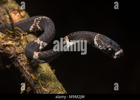 Un gros plan d'un escargot serpent manger du Catesby (Dipsas catesbyi) un joli mais totalement inoffensive escargot prédateur de la région néotropicale. Banque D'Images