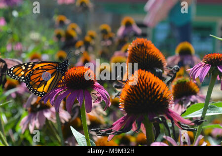 Tagged Papillon monarque sur pourpre Banque D'Images