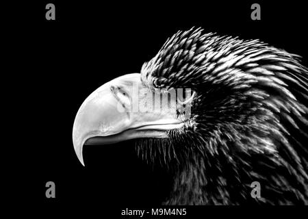 L'aigle de mer portrait en noir et blanc Banque D'Images