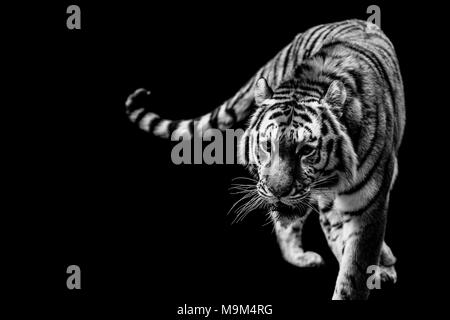 Portrait d'un tigre en noir et blanc Banque D'Images