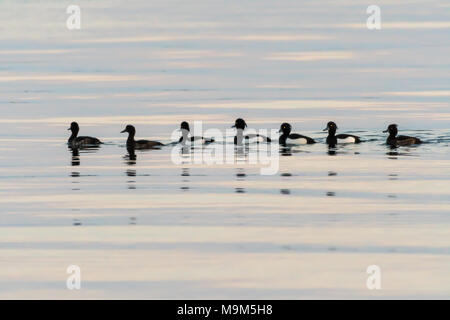 Tuftes natation Canards dans une rangée dans l'eau calme Banque D'Images