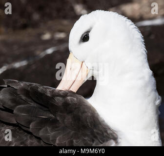 Albatros à sourcils noirs Thalassarche melanophrism dans adultes colonie de reproduction, West Point Island, Îles Falkland Banque D'Images