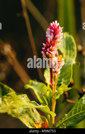 La bistorte (amphibie Persicaria amphibia) augmente à la marge de la Lancaster Canal près de Garstang, Lancashire Banque D'Images