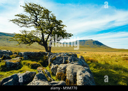 Ingleborough a chuté de près dans le Yorkshire Dales National Park, England Banque D'Images