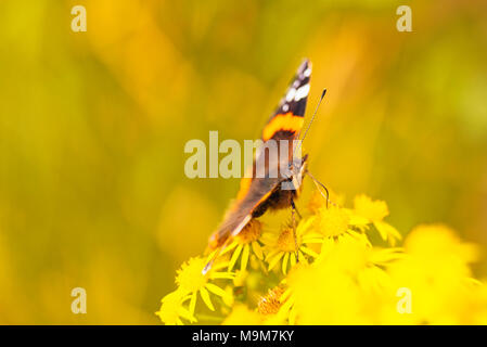 Papillon vulcain (Vanessa atalanta) Banque D'Images