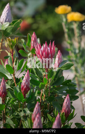 King Protea : belle photo:Protea Flower Close-up. Banque D'Images