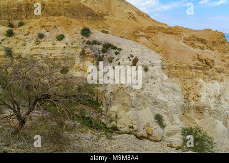 EIN GEDI, ISRAËL - 16 mars 2018 : Paysage de David vallée avec des falaises du désert, un arbre et un sentier de randonnée, les visiteurs dans la réserve naturelle d'Ein Gedi, J Banque D'Images