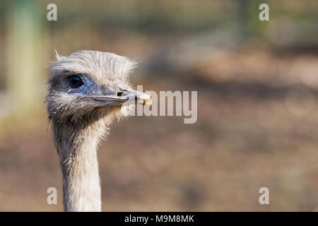 Portrait de nandou (Rhea americana), également connu sous le nom de la politique commune de RHEA. Banque D'Images