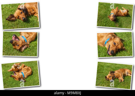 Collage sur fond blanc chien allongé sur le dos sur l'herbe verte,chiens spaniel épagneul mélangé Banque D'Images