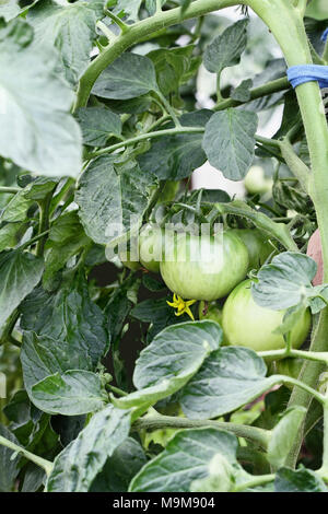 Tomates Beefsteak organique vert croissant sur la vigne. L'extrême profondeur de champ avec focus sélectif. Banque D'Images