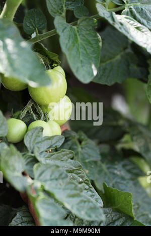 Tomates cerise bio vert croissant sur la vigne. L'extrême profondeur de champ avec focus sélectif. Banque D'Images