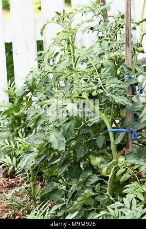 Bio vert jalonné les tomates poussent sur la vigne. L'extrême profondeur de champ avec focus sélectif. Banque D'Images