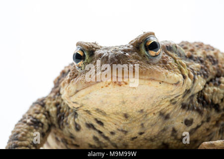 Une politique européenne crapaud Bufo bufo, trouvée dans un jardin et photographié sur un fond blanc, Nord du Dorset England UK GO Banque D'Images