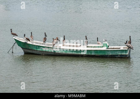 Groupe d'oiseaux pélican sur bateau en bois près de marché du poisson - Port Banque D'Images