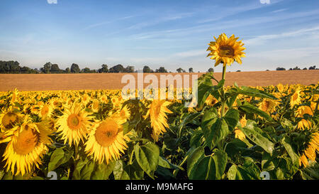 Tournesol A rogue de grandir que le reste du champ tel qu'ils se baignent dans le soleil matinal. Banque D'Images