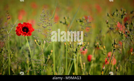 Un coquelicot rouge croissant dans un pré plein de fleurs sauvages à l'aube, l'objet à l'aide d'une faible profondeur de champ. Banque D'Images