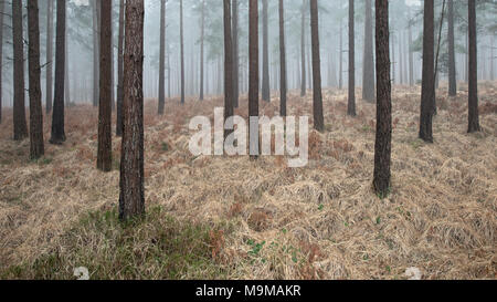 Un petit patch d'herbe a survécu à l'hiver autour de la base de l'arbre à l'intérieur de l'enceinte Bratley New Forest, Hampshire. Un épais brouillard qui a fil Banque D'Images