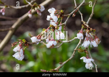 Au début du printemps des fleurs et boutons de fleurs, la petite forme de l'arbre de la cerise Fuji, Prunus incisa 'Kojo-No-Mai' Banque D'Images