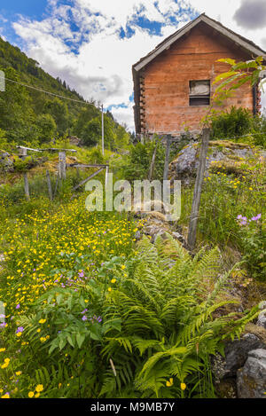 Refuge de montagne et vert pré des fleurs, de la Norvège, de paysage de cascade Feigumfossen Banque D'Images