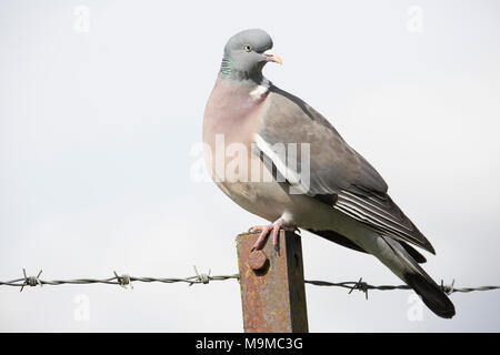 Un ramier, Columba palumbus, assis sur une clôture entre une zone urbaine et de terres agricoles, nord du Dorset England UK. Le ramier est un des mos Banque D'Images