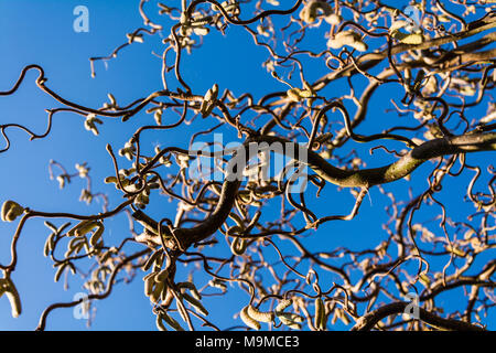 Jusqu'à l'intermédiaire de succursales de Twisted Hazel (tire-bouchon, Hazel Corylus avellana 'Contorta' ). Au début du printemps dans un jardin anglais, Shropshire, Angleterre Banque D'Images