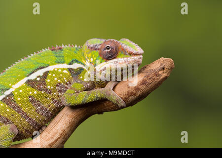 Le Furcifer pardalis caméléon panthère ou de Madagascar sur une branche d'arbre Banque D'Images