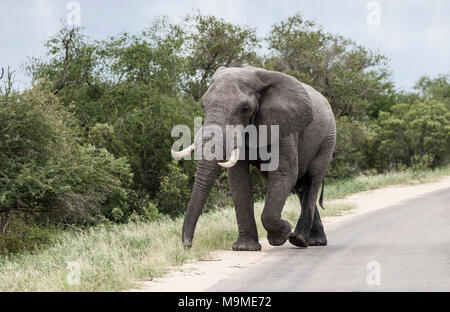 Grand mâle, de l'Eléphant d'Afrique Loxodonta africana, en pleine musth marchant sur une route goudronnée dans le parc national Kruger, Afrique du Sud. Banque D'Images