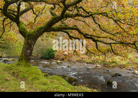 Badgworthy l'eau dans l'Doone Valley à l'automne sur le Devon et le Somerset boarder dans Exmoor National Park, en Angleterre. Banque D'Images